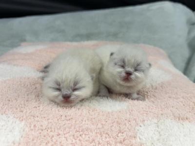 Exotic Shorthair Kittens - Exotic - Gallery Photo #1