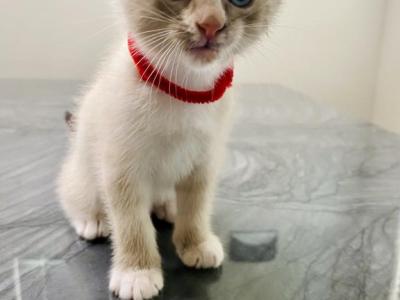 Princess - Domestic - Gallery Photo #1