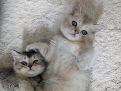 Piglet - British Shorthair - Gallery Photo #1