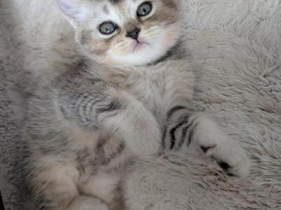Awie - British Shorthair - Gallery Photo #1