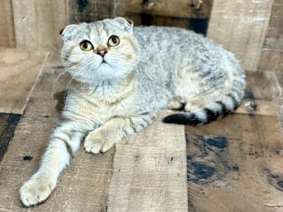 Belle - Scottish Fold - Gallery Photo #1
