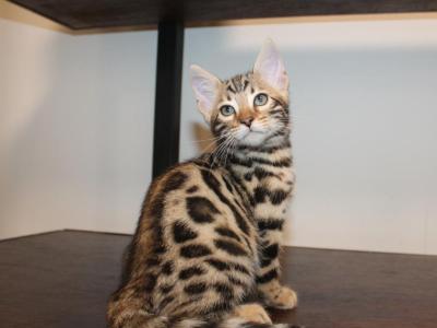 Male Bengal Kitten - Bengal - Gallery Photo #1