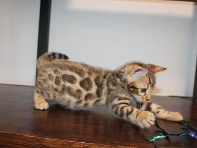 Pick Male - Bengal - Gallery Photo #1