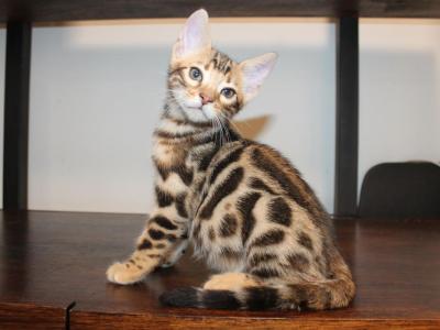 Ace - Bengal - Gallery Photo #1