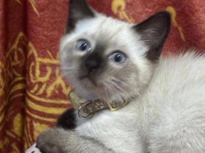 Sarah - Siamese - Gallery Photo #1
