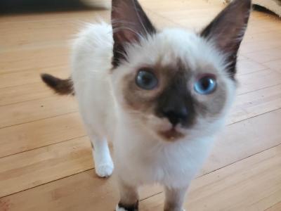Poppy - Ragdoll - Gallery Photo #1
