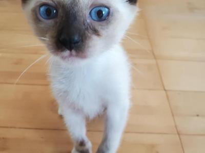 Willa - Ragdoll - Gallery Photo #1