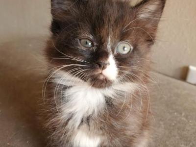 Matilda - Ragdoll - Gallery Photo #1