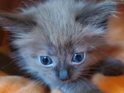Graham - Ragdoll - Gallery Photo #1