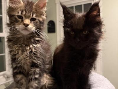 Mystic Rhodes - Maine Coon - Gallery Photo #1