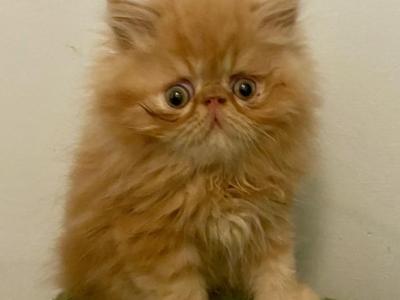 Marlea - Persian - Gallery Photo #1