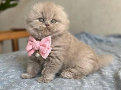 Lava - Scottish Fold - Gallery Photo #1