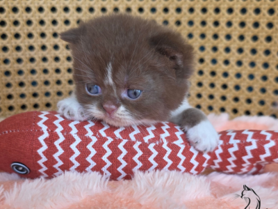 Freddy - British Shorthair - Gallery Photo #1