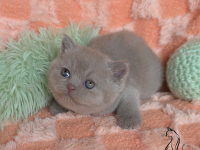 Fluffy - British Shorthair - Gallery Photo #1