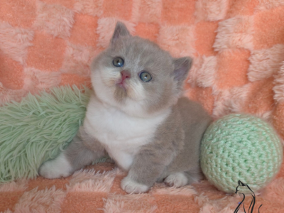 Felix - British Shorthair - Gallery Photo #1