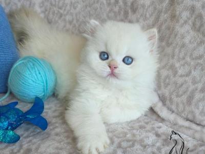 Emilia - British Shorthair - Gallery Photo #1