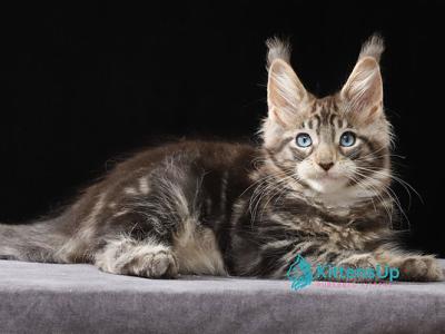 Yantar - Maine Coon - Gallery Photo #1