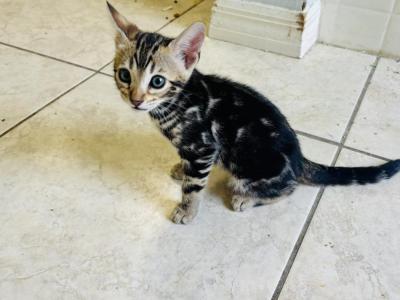 May Kitties - Bengal - Gallery Photo #1