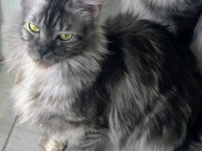 Velvet - Maine Coon - Gallery Photo #1