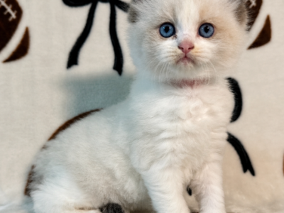 Princess - Ragdoll - Gallery Photo #1
