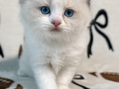 Peach - Ragdoll - Gallery Photo #1