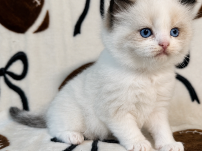 Mario - Ragdoll - Gallery Photo #1