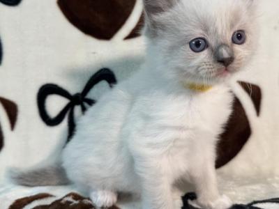 Milo - Ragdoll - Gallery Photo #1