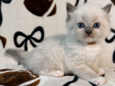 Bear - Ragdoll - Gallery Photo #1