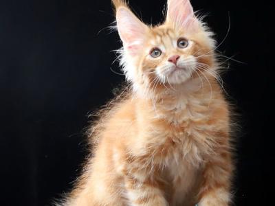 Vivaldi - Maine Coon - Gallery Photo #1