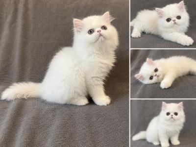 Leo - Persian - Gallery Photo #1