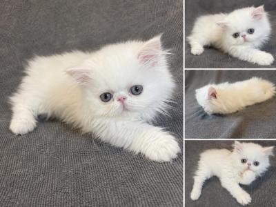 Milo - Persian - Gallery Photo #1