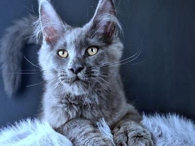 Lux Legend - Maine Coon - Gallery Photo #1
