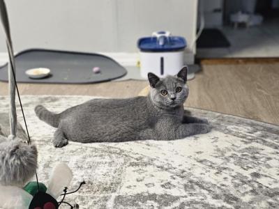 Penny - Scottish Straight - Gallery Photo #1