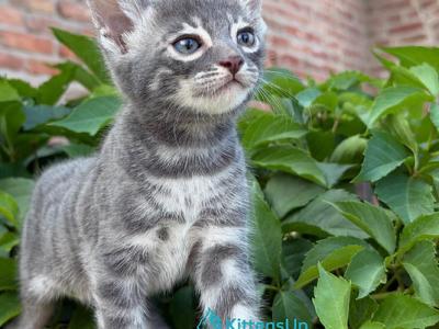 Cherruti - Bengal - Gallery Photo #1