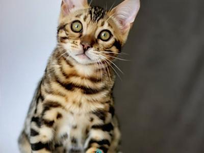 Robby - Bengal - Gallery Photo #1
