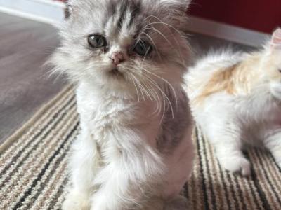 Persian Kitten - Persian - Gallery Photo #1