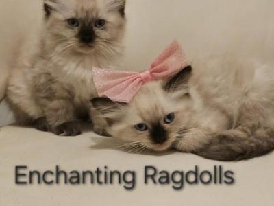ENCHANTING Babies - Ragdoll - Gallery Photo #1