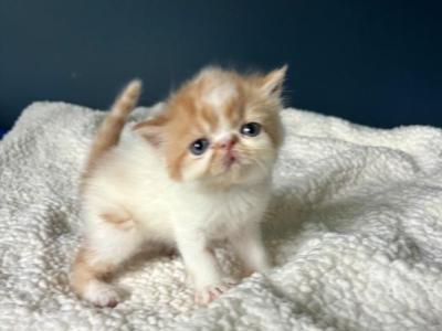 Gizmo - Persian - Gallery Photo #1