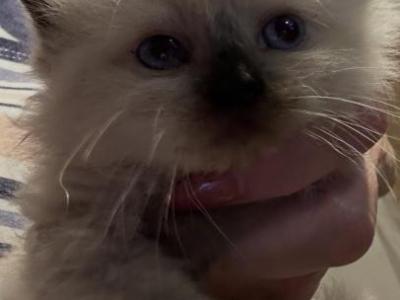 Jewels - Ragdoll - Gallery Photo #1