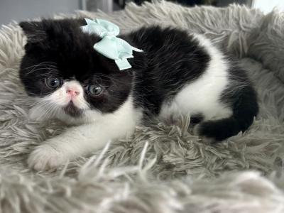 Milo - Persian - Gallery Photo #1