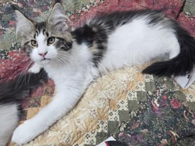 Maine Coon Kitten Female - Maine Coon - Gallery Photo #1