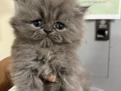 Rapunzel - Persian - Gallery Photo #1