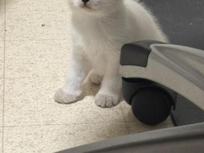 Star - British Shorthair - Gallery Photo #1