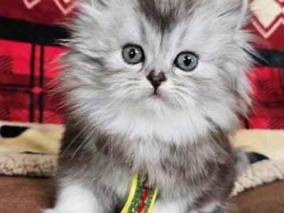 Oliver - Persian - Gallery Photo #1