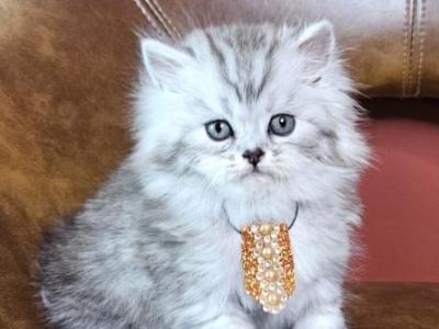 Sultan - Persian - Gallery Photo #1