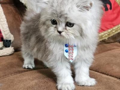 Romeo - Persian - Gallery Photo #1