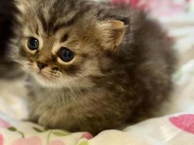 Milo - Minuet - Gallery Photo #1