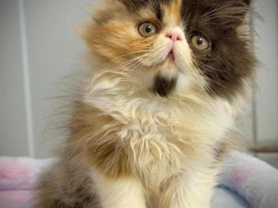 Truffles - Persian - Gallery Photo #1
