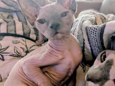 Electra - Sphynx - Gallery Photo #1