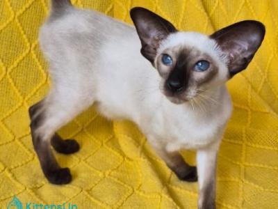 Hanny - Siamese - Gallery Photo #1